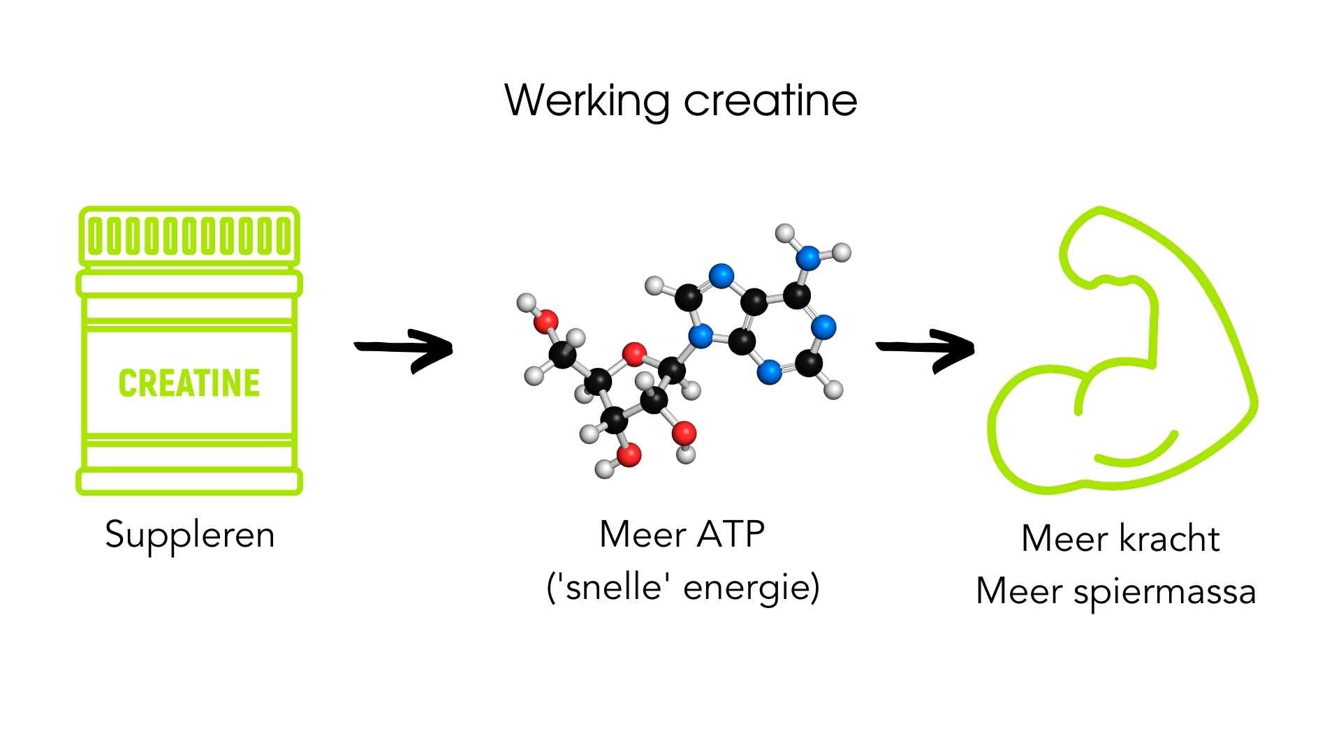 Schema dat de werking van creatine in het lichaam uitlegt