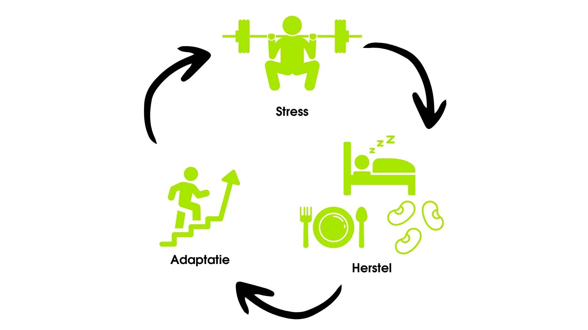 Stress-herstel-adaptatie cyclus